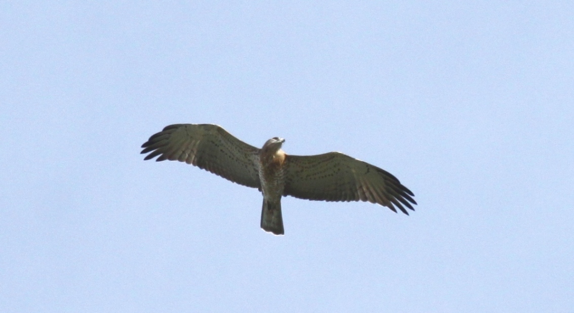 Bianconi - Circaetus gallicus